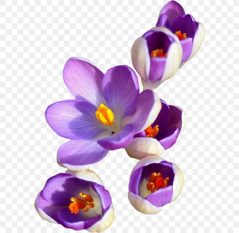 Crocus Saffron Safflower, PNG, 588x800px, Crocus, Cut Flowers, Flower, Flowering Plant, Google Images Download Free