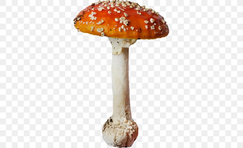 Edible Mushroom Agaric Orange, PNG, 323x500px, Edible Mushroom, Agaric, Digital Image, Fungus, Ingredient Download Free
