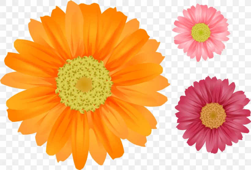 Flower Common Daisy Clip Art, PNG, 996x675px, Flower, Annual Plant, Art, Calendula, Chamomile Download Free