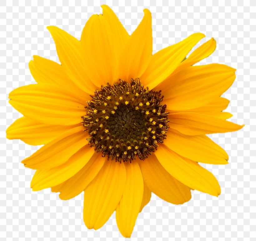 Clip Art Common Sunflower Royalty-free Image Stock.xchng, PNG, 847x797px, Common Sunflower, Daisy Family, Flower, Flowering Plant, Petal Download Free