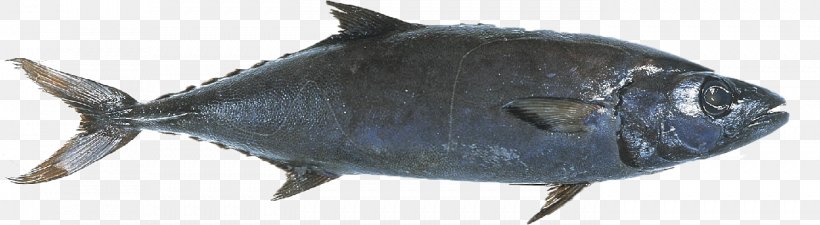 Fish Escolar Seafood Mackerel Yellowfin Tuna, PNG, 1394x384px, Fish, Albacore, Animal Figure, Bony Fish, Common Bream Download Free