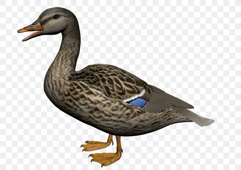 American Pekin Duck Mallard Clip Art, PNG, 1600x1131px, American Pekin, Anatidae, Beak, Bird, Display Resolution Download Free