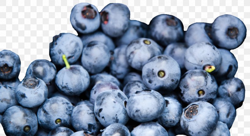 Blueberry Bee Nutrition Fruit Food, PNG, 1711x936px, Blueberry, Antioxidant, Bee, Berry, Bilberry Download Free