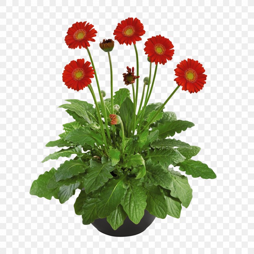 Chrysanthemum Flowerpot Barberton Daisy Cut Flowers, PNG, 1772x1772px, Chrysanthemum, Annual Plant, Aster, Barberton, Barberton Daisy Download Free