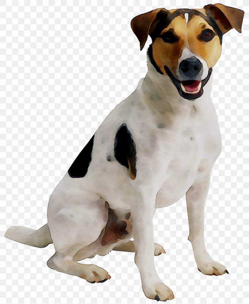 Puppy Cat Jack Russell Terrier Pet Sitting Dog Daycare, PNG, 964x1177px, Puppy, Brazilian Terrier, Canidae, Carnivore, Cat Download Free