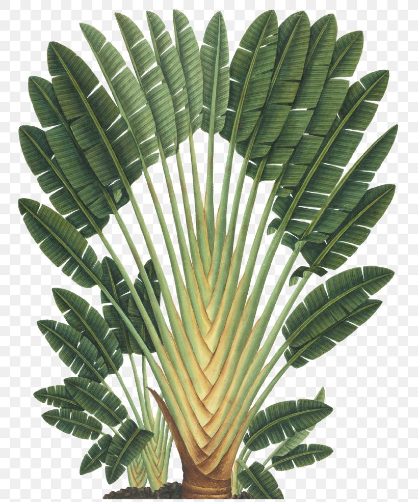 Art Forms In Nature Ravenala Madagascariensis Botanical Illustration Botany, PNG, 798x986px, Art Forms In Nature, Arecaceae, Arecales, Art, Botanical Illustration Download Free