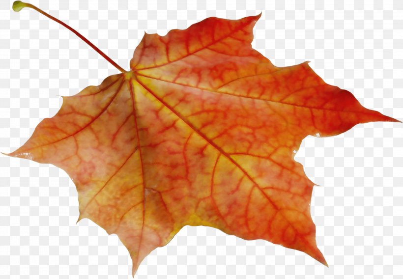 Autumn Leaves Watercolor, PNG, 3000x2080px, Watercolor, Autumn, Beech, Black Maple, Deciduous Download Free
