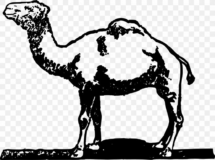 Dromedary Horse Bactrian Camel Clip Art, PNG, 2400x1783px, Dromedary, Animal, Arabian Camel, Bactrian Camel, Black And White Download Free