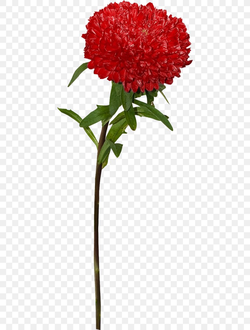 Flower Carnation Petal Clip Art, PNG, 446x1080px, Flower, Amaranth Family, Annual Plant, Carnation, Chrysanthemum Download Free