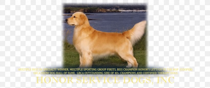 Golden Retriever Nova Scotia Duck Tolling Retriever Dog Breed Puppy Westminster Kennel Club Dog Show, PNG, 900x378px, Golden Retriever, Animal Figure, Breed, Breed Group Dog, Carnivoran Download Free