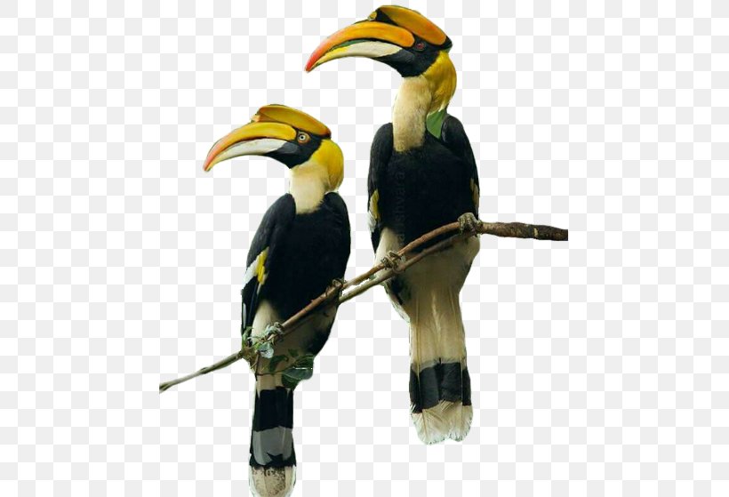 Intsingizi Town Lodge And Conference Centre Hornbill Street Toucan Bird, PNG, 461x559px, Hornbill, Accommodation, Animal, Beak, Bed And Breakfast Download Free