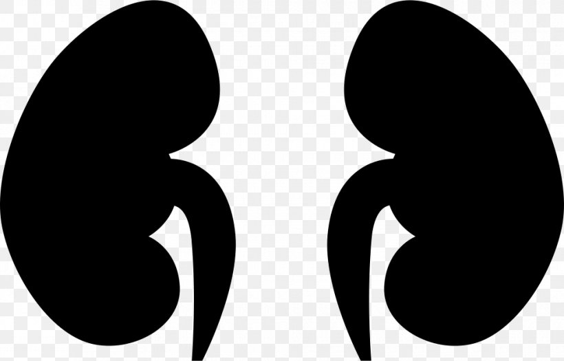 Kidney Clip Art, PNG, 980x628px, Kidney, Black And White, Cdr, Computer Font, Data Download Free