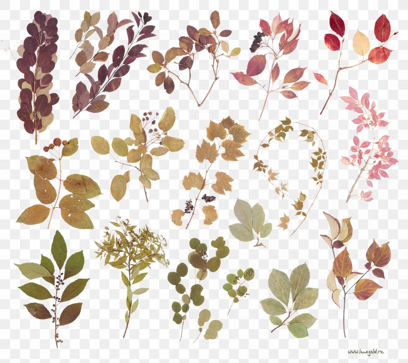Leaf Floral Design Clip Art JPEG, PNG, 2402x2133px, Leaf, Blossom, Branch, Brown, Flora Download Free