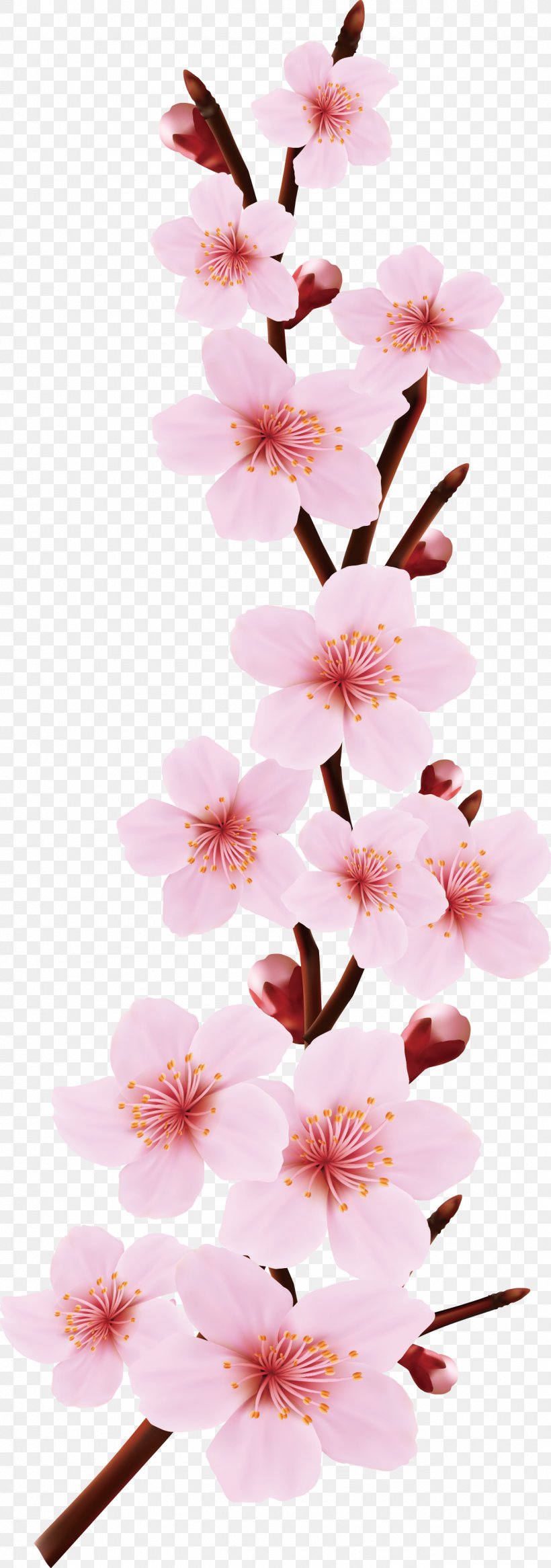 Pink Flowers Blossom Drawing, PNG, 1276x3629px, Flower, Blossom, Branch, Cherry Blossom, Drawing Download Free