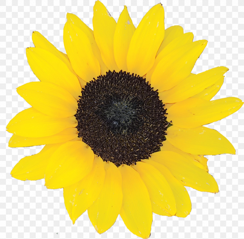 Sunflower, PNG, 2429x2377px, Watercolor, Asterales, Flower, Paint, Petal Download Free