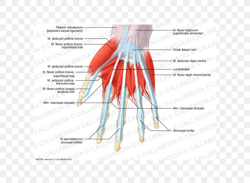 Thumb Abductor Digiti Minimi Muscle Of Hand Lumbricals Of The Hand, PNG, 600x600px, Watercolor, Cartoon, Flower, Frame, Heart Download Free