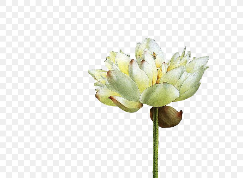White, PNG, 800x600px, White, Bud, Computer Software, Cut Flowers, Flower Download Free