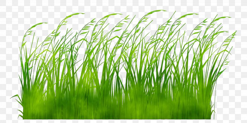 Le Jardinage Facile Gardening Ornamental Grass Gardener Switchgrass, PNG, 4279x2143px, Gardening, Chrysopogon, Chrysopogon Zizanioides, Cold, Flowering Plant Download Free