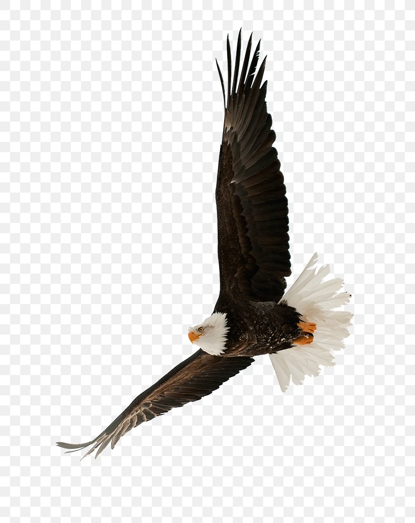 The Bald Eagle Stock Photography Bird, PNG, 800x1032px, Bald Eagle, Accipitriformes, Beak, Bird, Bird Of Prey Download Free