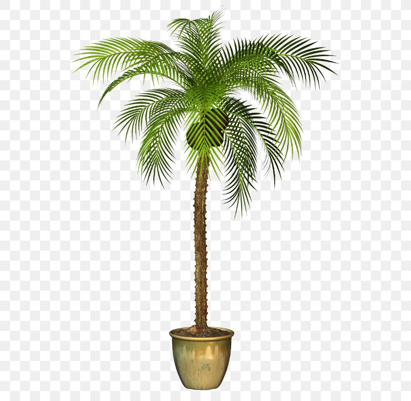 Asian Palmyra Palm Arecaceae Plant Tree, PNG, 568x800px, Asian Palmyra Palm, Areca Palm, Arecaceae, Arecales, Borassus Download Free