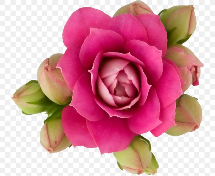 Garden Roses Flower Paper Pink, PNG, 737x670px, Garden Roses, Artificial Flower, Camellia, Centifolia Roses, Cut Flowers Download Free