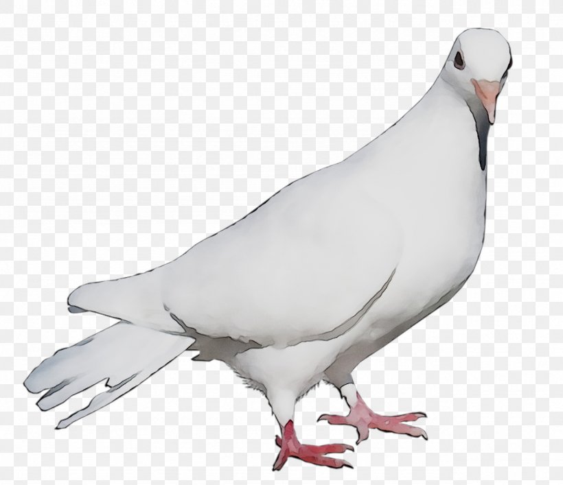 Pigeons And Doves Fauna Neck Beak Feather, PNG, 1281x1106px, Pigeons And Doves, Beak, Bird, Chicken As Food, Fauna Download Free