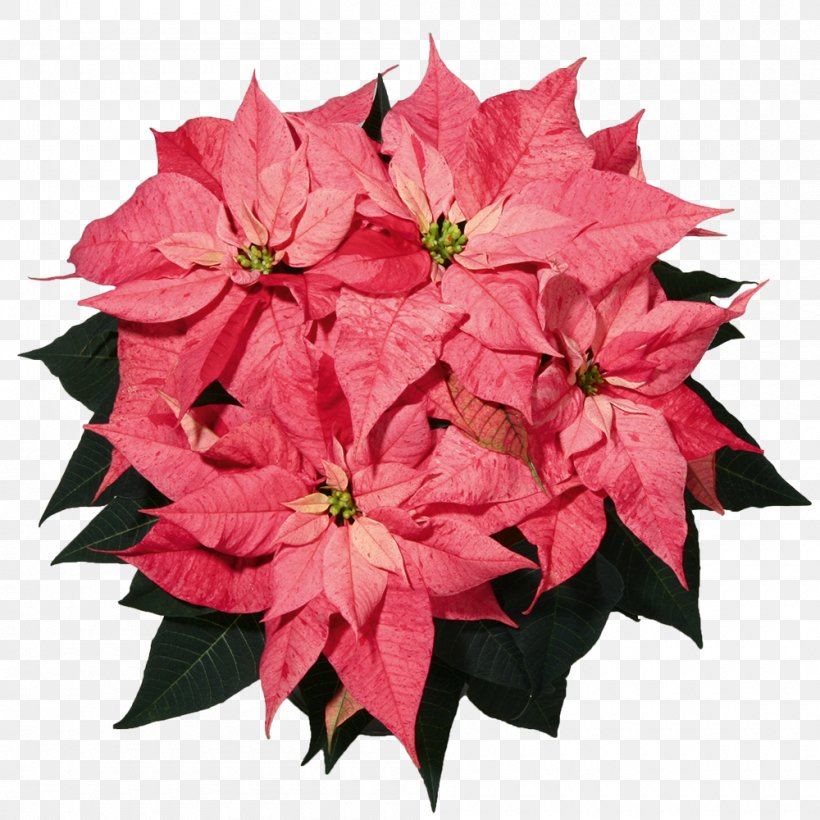 Poinsettia Christmas Flower Spurges Color, PNG, 1000x1000px, Poinsettia, Christmas, Color, Cut Flowers, Flower Download Free