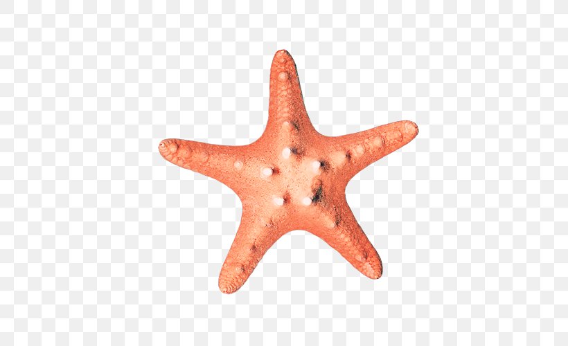 Starfish Euclidean Vector, PNG, 500x500px, Starfish, Designer, Echinoderm, Fivepointed Star, Invertebrate Download Free
