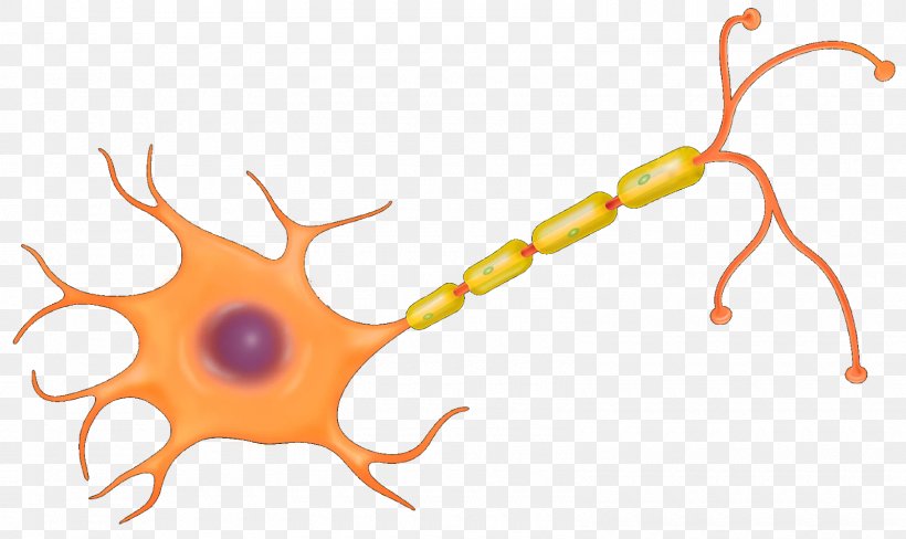 The Neuron Nerve Cell Nervous System, PNG, 1600x953px, Neuron, Axon