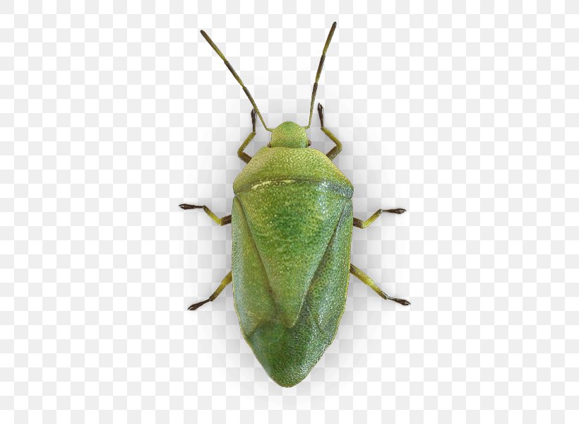 Insect True Bugs Brown Marmorated Stink Bug Bed Bug Stink Bugs, PNG, 425x600px, Insect, Arthropod, Bed, Bed Bug, Beetle Download Free