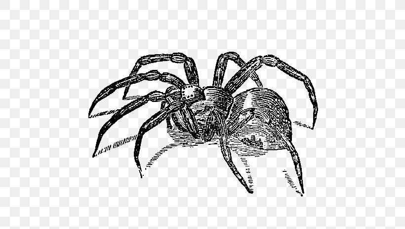 Spider Clip Art, PNG, 593x465px, Spider, Arachnid, Araneus, Arthropod, Black And White Download Free