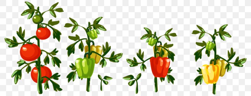 Vegetable Chili Pepper Clip Art, PNG, 800x316px, Vegetable, Bell Peppers And Chili Peppers, Branch, Cabbages, Can Stock Photo Download Free