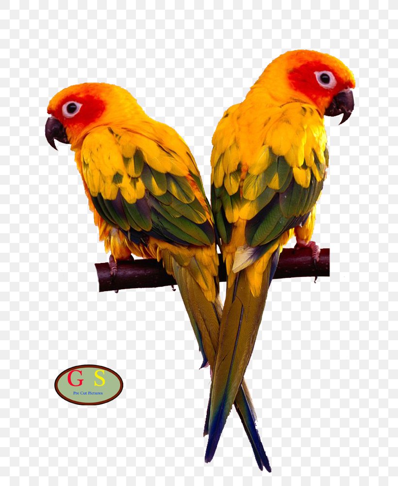 Bird Cockatiel Budgerigar Cage Monk Parakeet, PNG, 800x1000px, Bird, Beak, Bird Feeders, Bird Food, Budgerigar Download Free