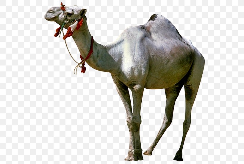 Camel GIFアニメーション Animated Film Giphy, PNG, 576x551px, Camel, Animaatio, Animated Film, Arabian Camel, Camel Like Mammal Download Free