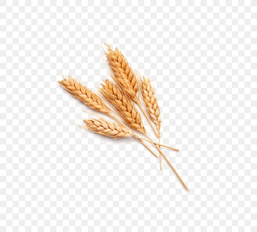 Common Wheat Stock Photography Ear Food Cereal, PNG, 768x739px, Common Wheat, Bran, Bread, Cereal, Cereal Germ Download Free