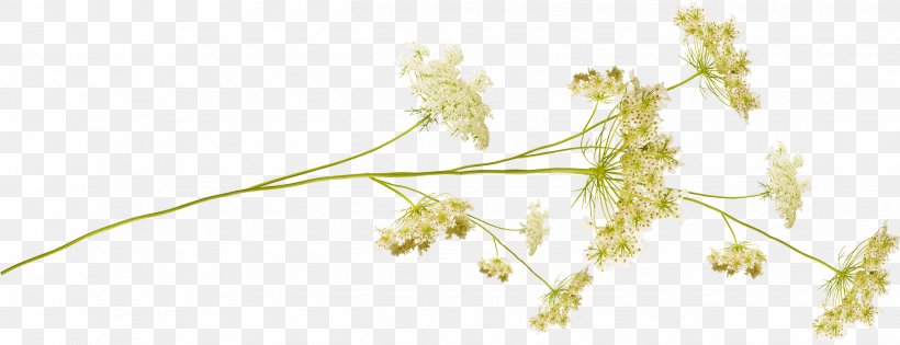 Flower Desktop Wallpaper Plant Stem, PNG, 2647x1018px, Flower, Archive, Branch, Chemical Element, Commodity Download Free