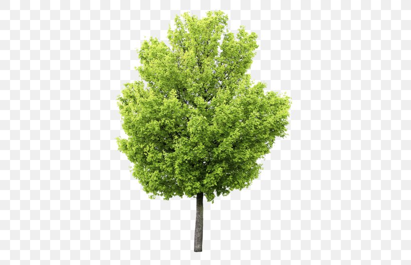 Fototapet Paper Tree Fond Blanc Green, PNG, 530x530px, Fototapet, Color, Fond Blanc, Fototapeta, Grass Download Free