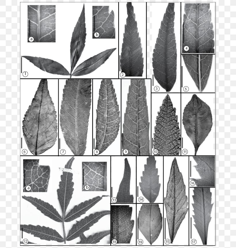 Leaflet Maastrichtian Plant, PNG, 800x863px, Leaf, Black And White, Bladnerv, Botany, Eocene Download Free