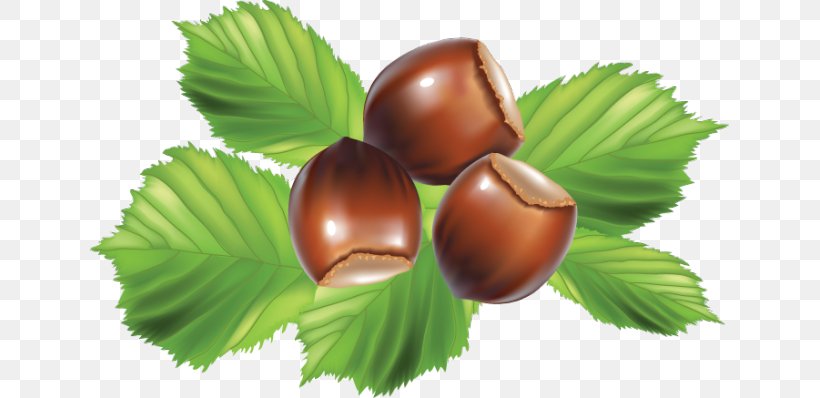Hazelnut Walnut Clip Art, PNG, 639x398px, Hazelnut, Almond, Cashew, Chestnut, Common Hazel Download Free