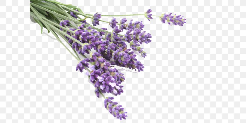 Lavender Oil Odor Flavor Amethyst Ceremonies, PNG, 620x412px, Lavender, Balsamic Vinegar, Castor Oil, English Lavender, Essential Oil Download Free