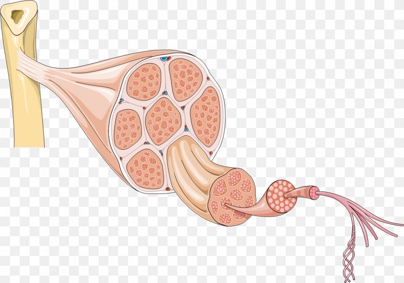 Smooth Muscle Tissue Myocyte Cell Human Body, PNG, 1210x849px, Watercolor, Cartoon, Flower, Frame, Heart Download Free