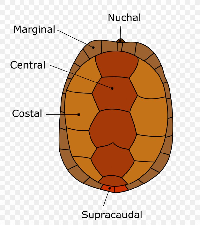 Turtle Shell Carapace Reptile Florida Box Turtle, PNG, 847x953px, Watercolor, Cartoon, Flower, Frame, Heart Download Free