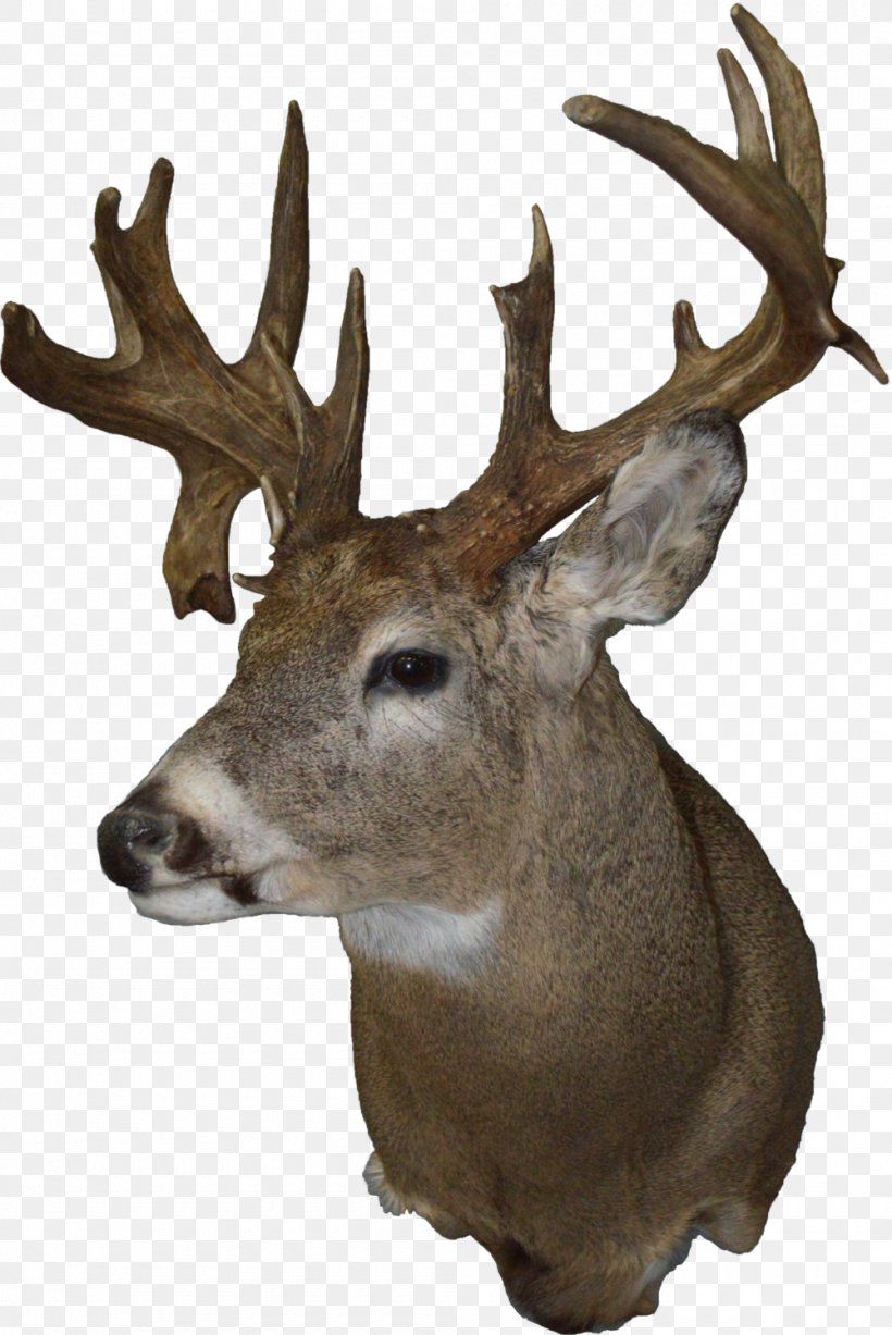 White-tailed Deer Taxidermy Moose Elk, PNG, 1000x1497px, Whitetailed Deer, Animal, Antler, Biggame Hunting, Deer Download Free