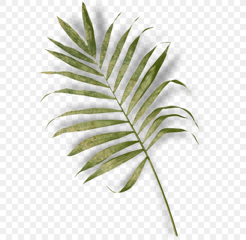 Arecaceae Leaf Fern Plant Stem, PNG, 564x800px, Arecaceae, Arecales, Branch, Coconut, Fern Download Free