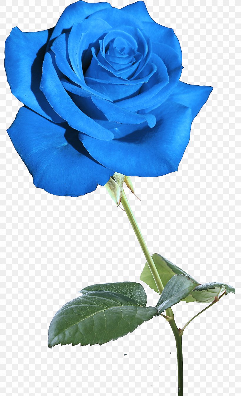 Blue Rose, PNG, 1984x3266px, Flower, Blue, Blue Rose, Floribunda, Flowering Plant Download Free