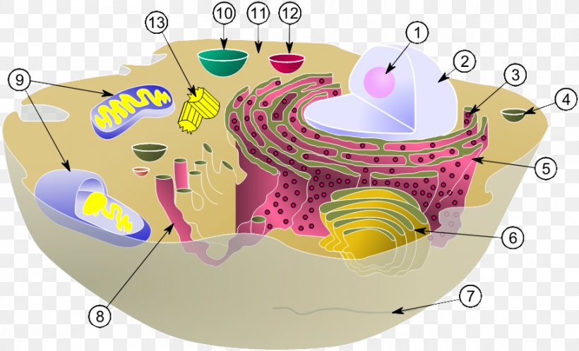 Cell Nucleus Biology Organelle Eukaryote, PNG, 907x551px, Cell, Biological Membrane, Biology, Cell Membrane, Cell Nucleus Download Free