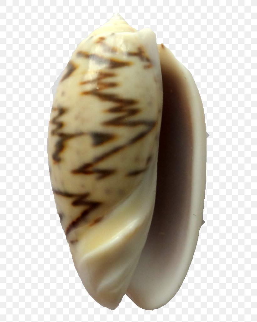 Clam Seashell Light Black, PNG, 768x1024px, Clam, Black, Cereal, Color, Conch Download Free