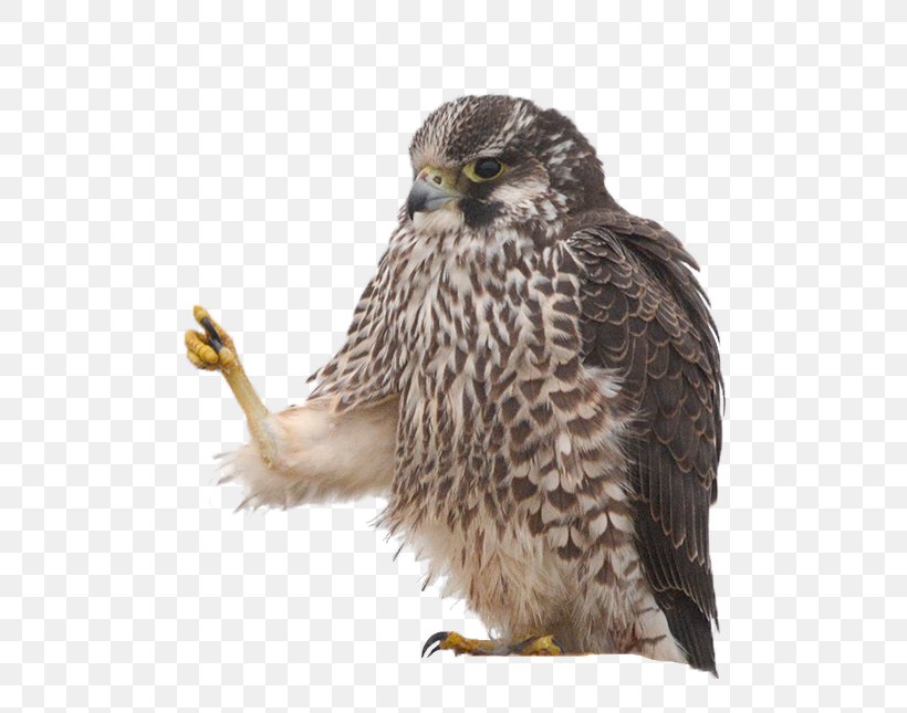 Hawk Common Buzzard Owl Eagle, PNG, 566x645px, Hawk, Accipitriformes, Beak, Bird, Bird Of Prey Download Free