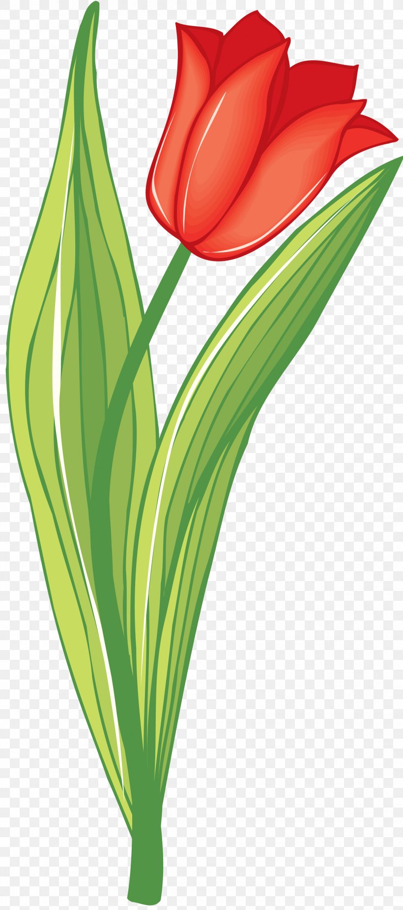 Information Tulip Drawing Clip Art, PNG, 1902x4287px, Information, Cut Flowers, Document, Drawing, Flora Download Free