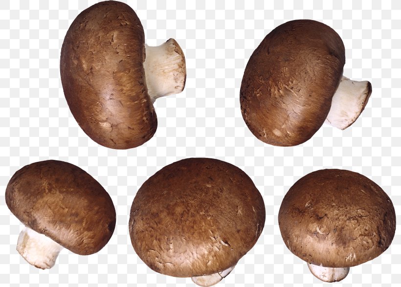 Mushroom Transparency Clip Art Desktop Wallpaper, PNG, 800x587px, Mushroom, Champignon Mushroom, Edible Mushroom, Fungus, Gilled Mushrooms Download Free
